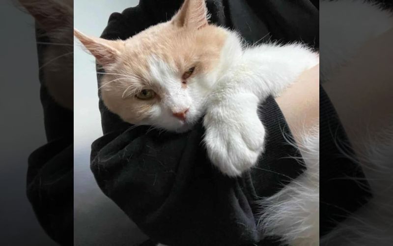Starving Cat Finds His Way To The Shelter All By Himself And Begs For Help 4