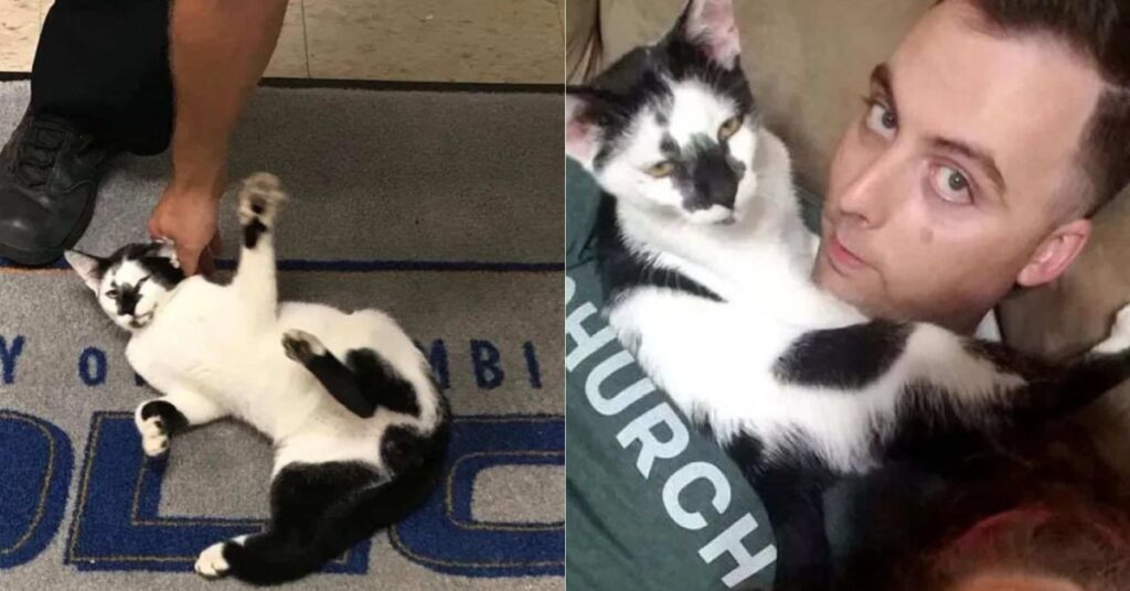 Stray Cat Chooses Police Station as Forever Home in Heartwarming Turn