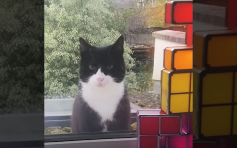 Stray Tuxedo Cat Keeps Visiting This Man Until He Gets Adopted 1