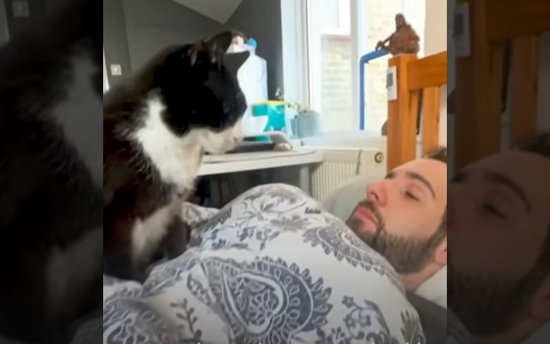 Stray Tuxedo Cat Keeps Visiting This Man Until He Gets Adopted 5