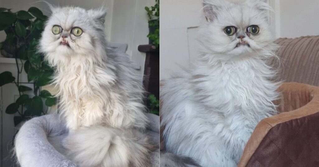 The Cat with a Quirky Face That Captured the Internets Heart