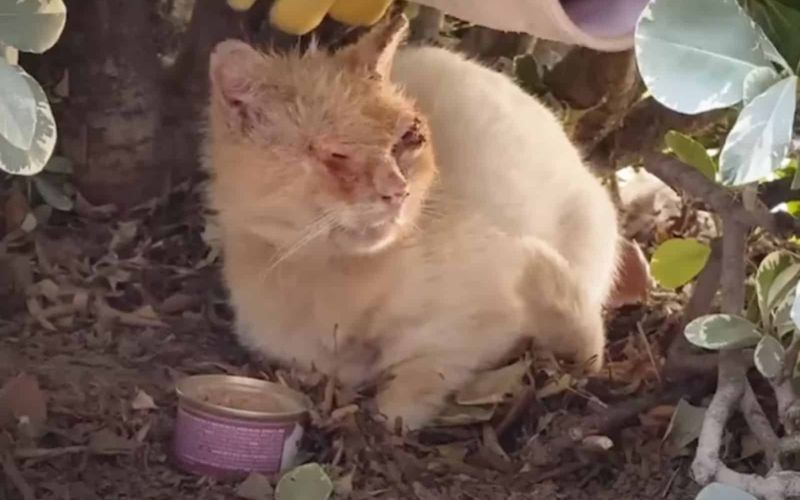 This Cats Transformation From A Scruffy Feral To A Cuddly Indoor Cat Will Leave You In Awe 1