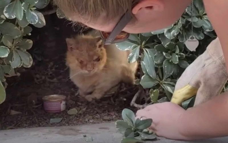 This Cats Transformation From A Scruffy Feral To A Cuddly Indoor Cat Will Leave You In Awe 2