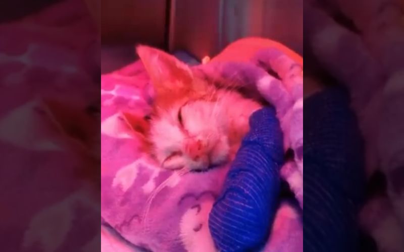 Tiny Paralyzed Kittens Fight to Live Unveils Unbreakable Human Animal Bond 1