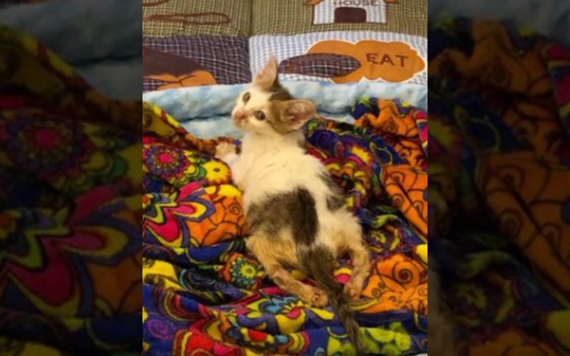 Tiny Paralyzed Kittens Fight to Live Unveils Unbreakable Human Animal Bond 2