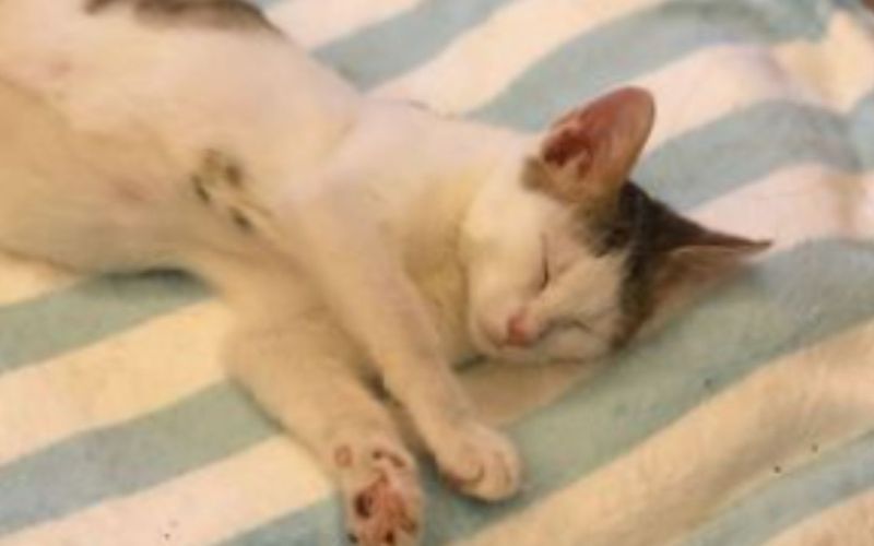Tiny Paralyzed Kittens Fight to Live Unveils Unbreakable Human Animal Bond 3