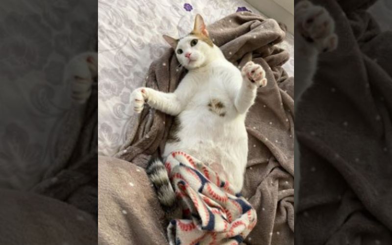 Tiny Paralyzed Kittens Fight to Live Unveils Unbreakable Human Animal Bond 4