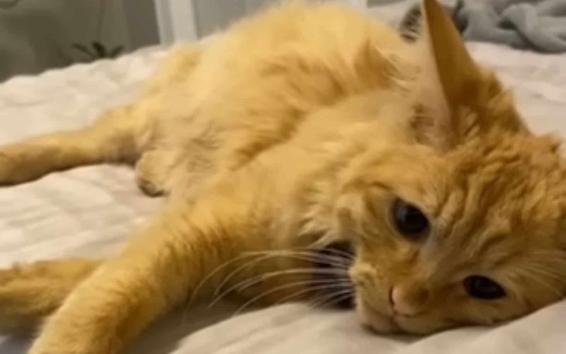 Woman Adopts A Regular House Cat Only To Find Out Something Rather Unusual About His Size 1