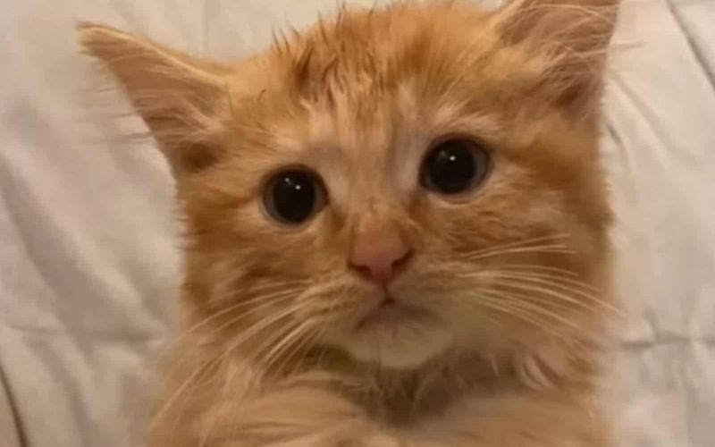 Woman Adopts A Regular House Cat Only To Find Out Something Rather Unusual About His Size 2