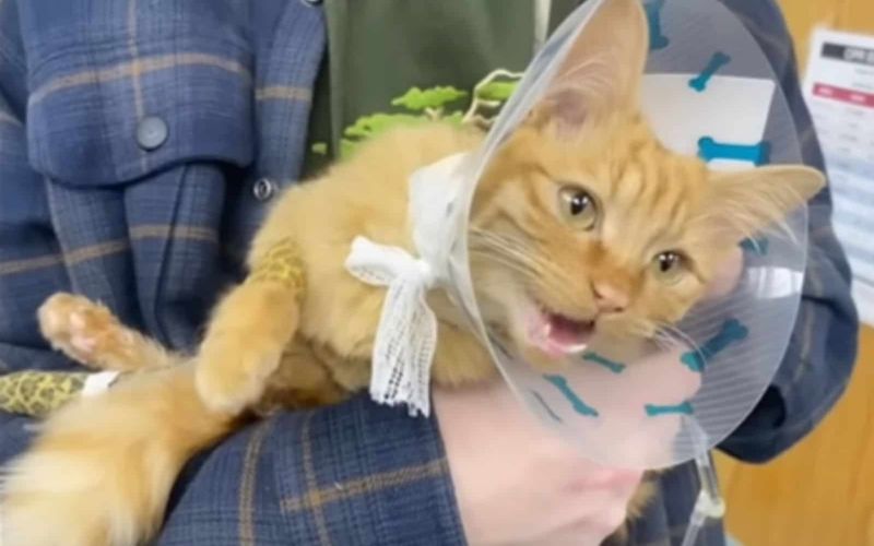 Woman Adopts A Regular House Cat Only To Find Out Something Rather Unusual About His Size 3