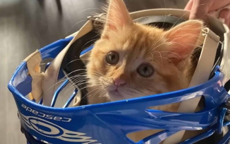 Woman Adopts A Regular House Cat Only To Find Out Something Rather Unusual About His Size 4