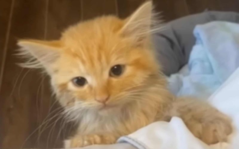 Woman Adopts A Regular House Cat Only To Find Out Something Rather Unusual About His Size 5