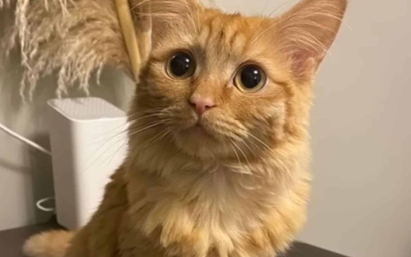Woman Adopts A Regular House Cat Only To Find Out Something Rather Unusual About His Size 7