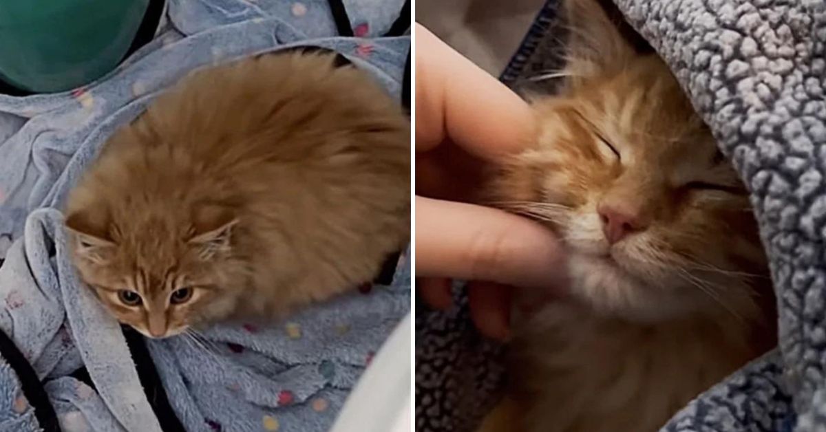 After 20 Days On the Run, Elusive Kitten Is Rescued And His Life ...