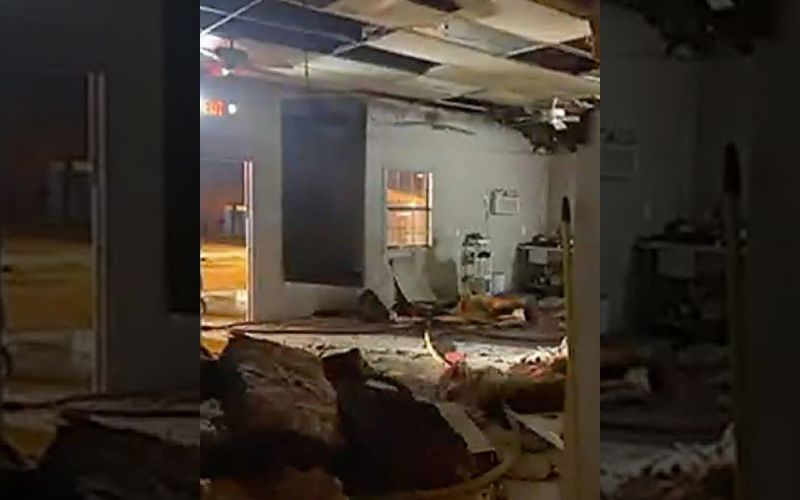 Animal Control Officer Praised For Saving 45 Cats From A Fire At The ...