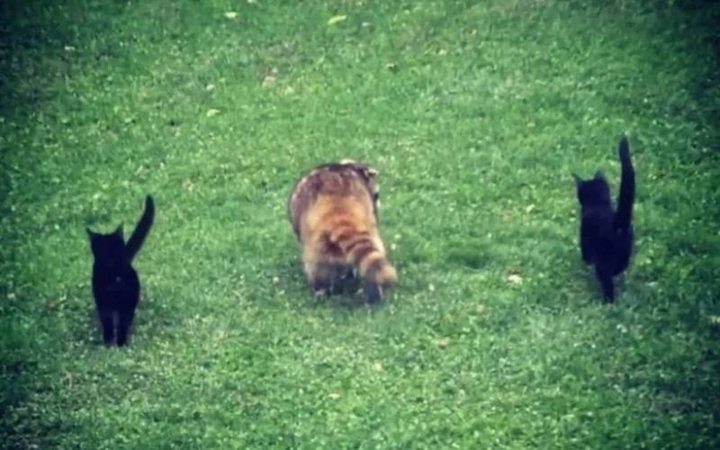 Blind Raccoon Guides Stray Kittens to a New Home Unveiling Heartfelt Bonds 1