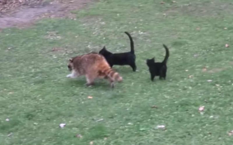 Blind Raccoon Guides Stray Kittens to a New Home Unveiling Heartfelt Bonds 2