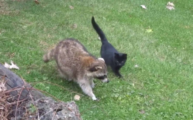 Blind Raccoon Guides Stray Kittens to a New Home Unveiling Heartfelt Bonds 3