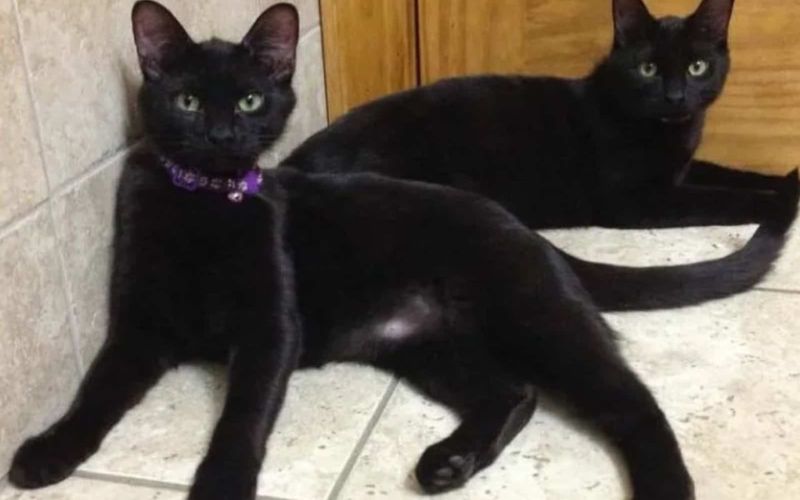 Blind Raccoon Guides Stray Kittens to a New Home Unveiling Heartfelt Bonds 6