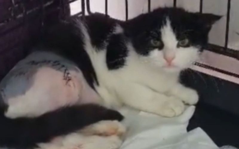 Cat Miraculously Survives A Hit And Run Accident And Gets Rescued In The Nick Of Time 1