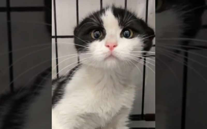 Cat Miraculously Survives A Hit And Run Accident And Gets Rescued In The Nick Of Time 2
