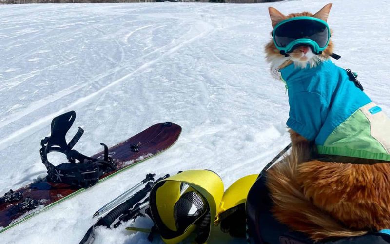 From Skiing To Swimming This Adventurous Kitty Is A True Sports Aficionado 1