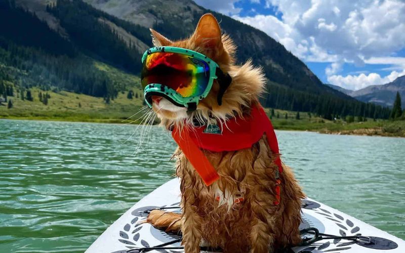 From Skiing To Swimming This Adventurous Kitty Is A True Sports Aficionado 2