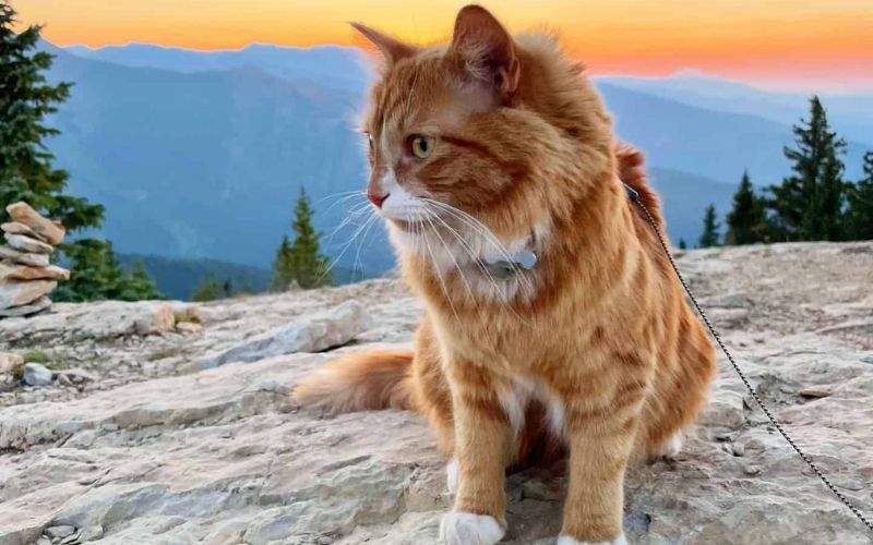 From Skiing To Swimming This Adventurous Kitty Is A True Sports Aficionado 3