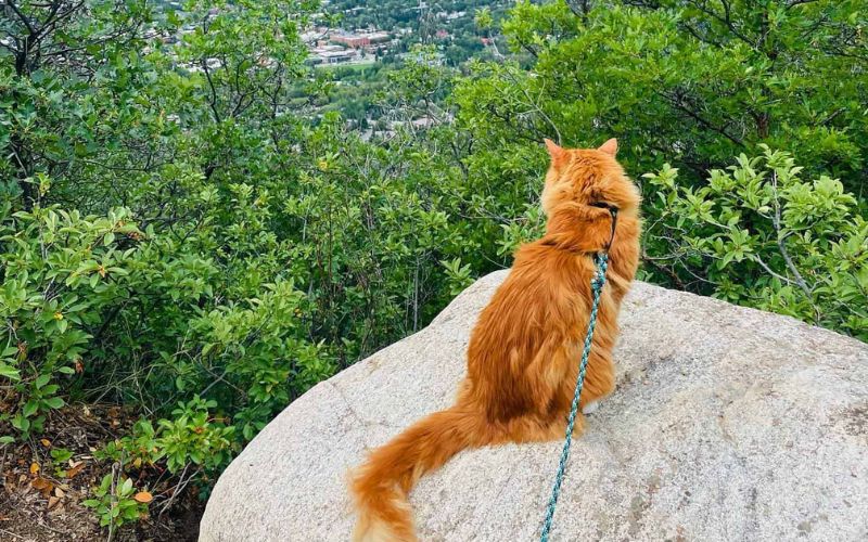 From Skiing To Swimming This Adventurous Kitty Is A True Sports Aficionado 4