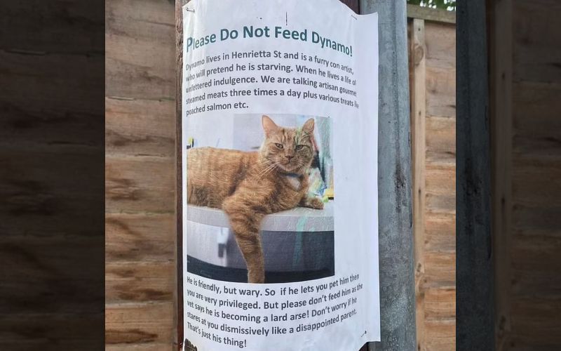 Hilarious Cat Pretends Hes Starving To Get Free Food So His Owner Does This 1