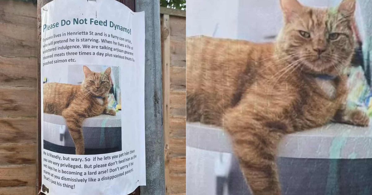 Image showcasing Hilarious Cat Pretends He’s Starving To Get Free Food So His Owner Does ...