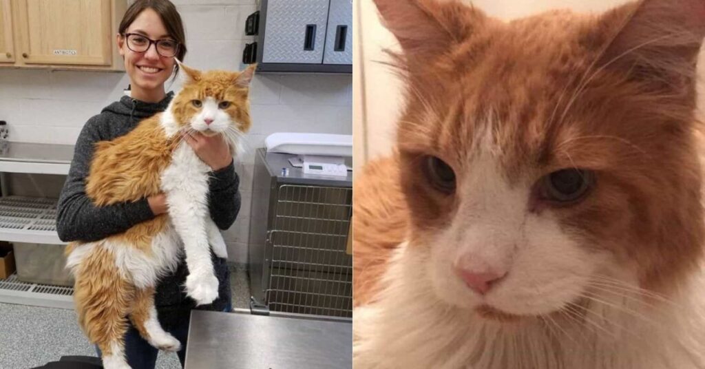 huge-maine-coon-cat-was-left-at-the-shelter-by-his-previous-family-and