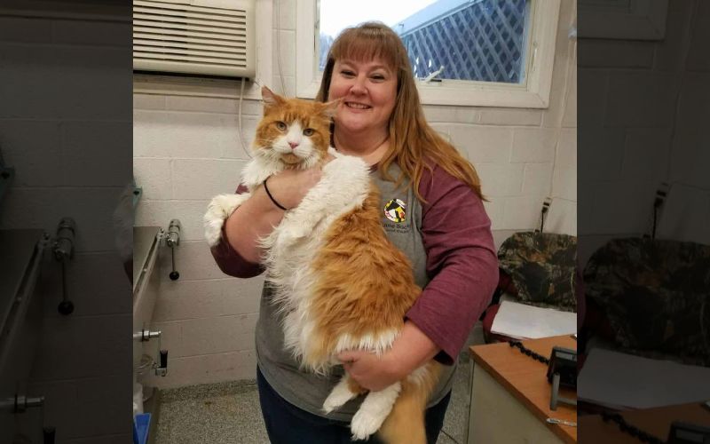 Huge Maine Coon Cat Was Left At The Shelter By His Previous Family, And ...