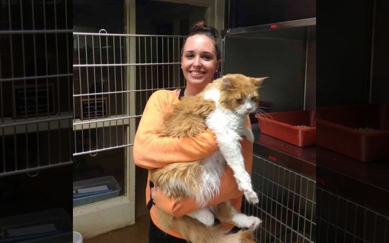 Huge Maine Coon Cat Was Left At The Shelter By His Previous Family, And ...