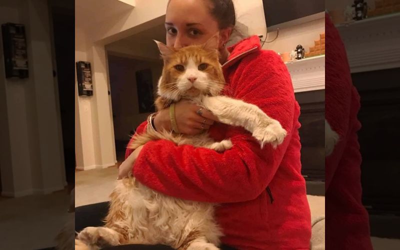 Huge Maine Coon Cat Was Left At The Shelter By His Previous Family, And ...