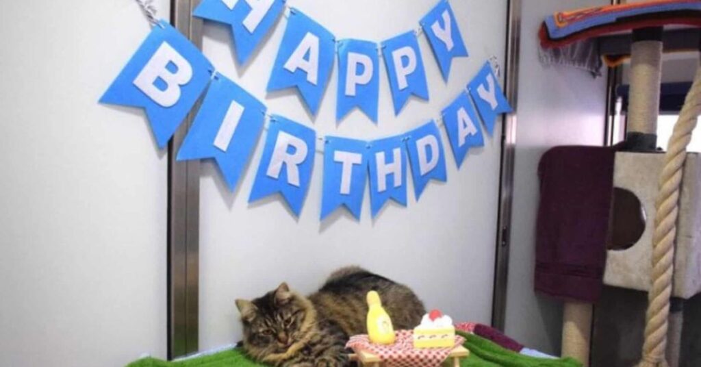 Shelter Organizes A Birthday Party For A Tabby Cat Hoping To Find Her A Home But No One Comes