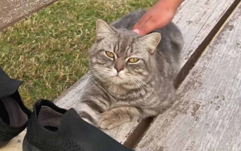 Stray Cat Waits on a Bench Finds Forever Home in Heartwarming Turn 1