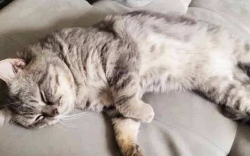 Stray Cat Waits on a Bench Finds Forever Home in Heartwarming Turn 2