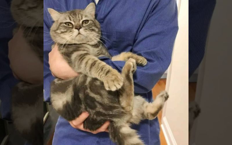 Stray Cat Waits on a Bench Finds Forever Home in Heartwarming Turn 3