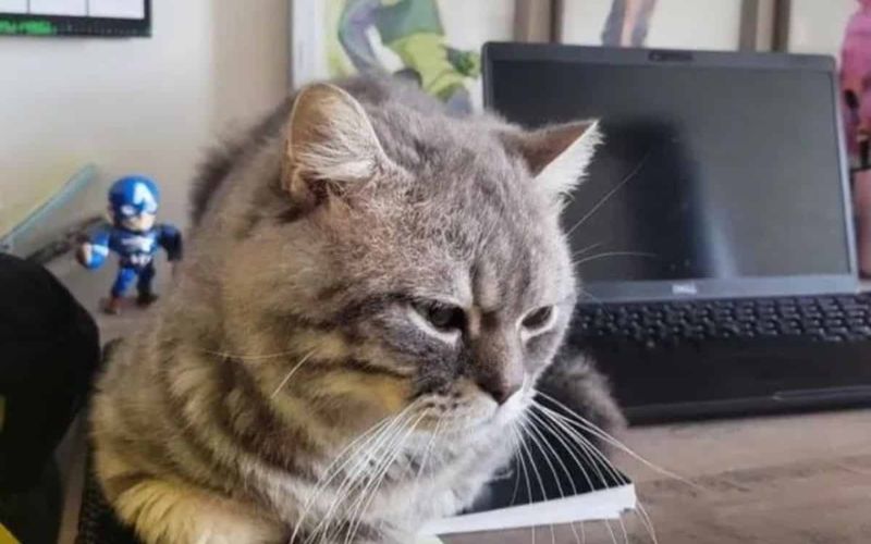 Stray Cat Waits on a Bench Finds Forever Home in Heartwarming Turn 4