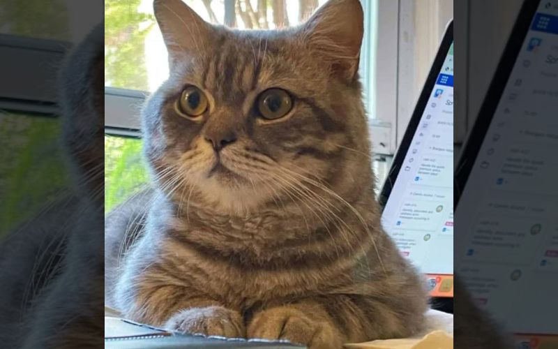 Stray Cat Waits on a Bench Finds Forever Home in Heartwarming Turn 5