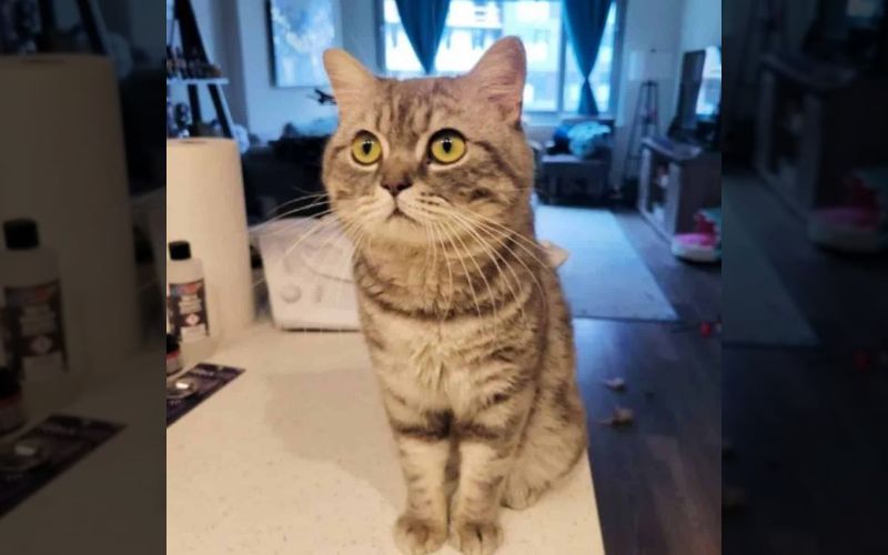 Stray Cat Waits on a Bench Finds Forever Home in Heartwarming Turn 6