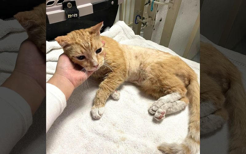 The Story Of An Abandoned Orange Cat Will Forever Change The Way You See Your Furry Friends 2