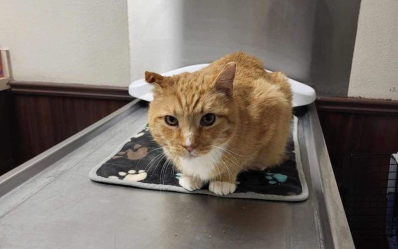 The Story Of An Abandoned Orange Cat Will Forever Change The Way You See Your Furry Friends 3