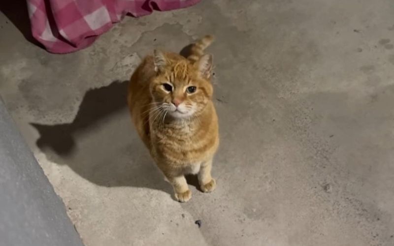 The Story Of An Abandoned Orange Cat Will Forever Change The Way You See Your Furry Friends 4