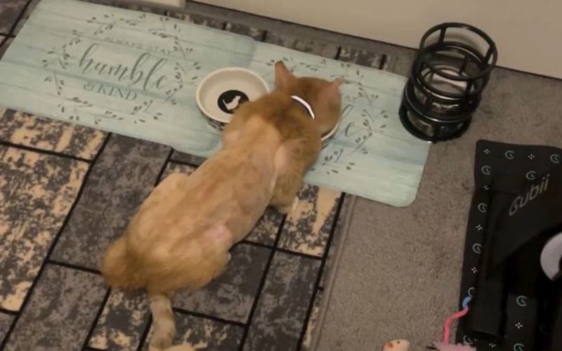 The Story Of An Abandoned Orange Cat Will Forever Change The Way You See Your Furry Friends 5