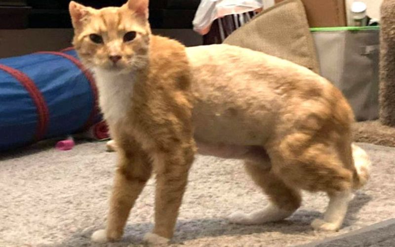 The Story Of An Abandoned Orange Cat Will Forever Change The Way You See Your Furry Friends 6