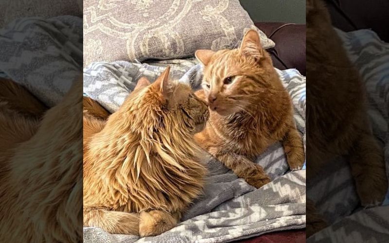 The Wobbly Cat With Cerebellar Hypoplasia Doesnt Give Up Easily 1