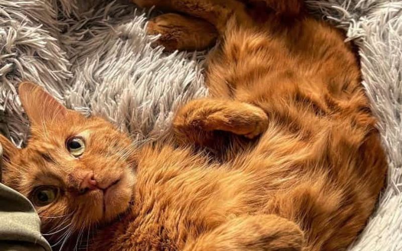The Wobbly Cat With Cerebellar Hypoplasia Doesnt Give Up Easily 2