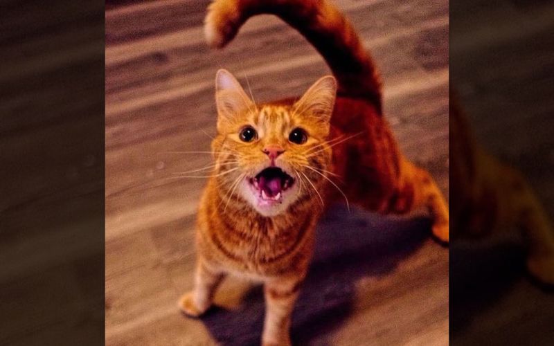 The Wobbly Cat With Cerebellar Hypoplasia Doesnt Give Up Easily 4